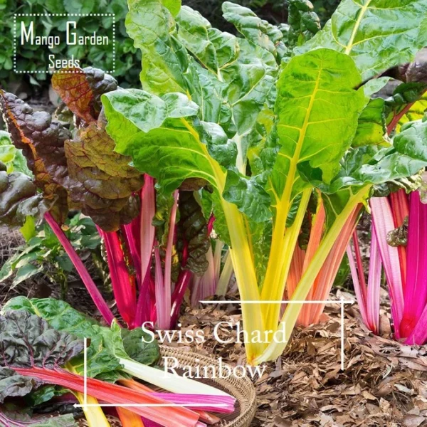 Easy Rainbow Swiss Chard Seeds 30 Seed Pot Friendly Mix Seeds Mango Garden Seeds