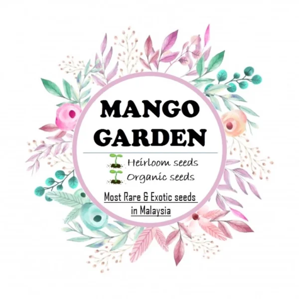 Easy Rainbow Swiss Chard Seeds 30 Seed Pot Friendly Mix Seeds Mango Garden Seeds