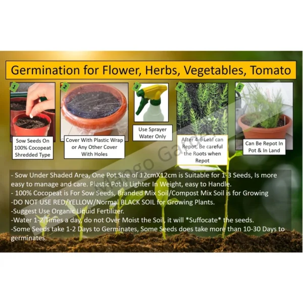 Easy Rainbow Swiss Chard Seeds 30 Seed Pot Friendly Mix Seeds Mango Garden Seeds