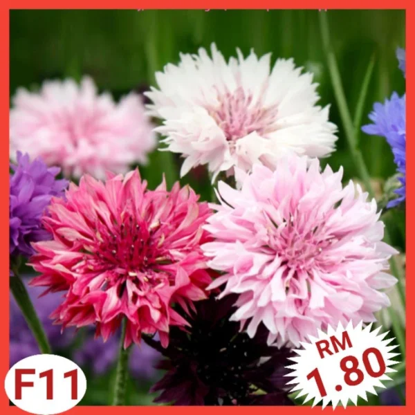 Various Flower Seeds