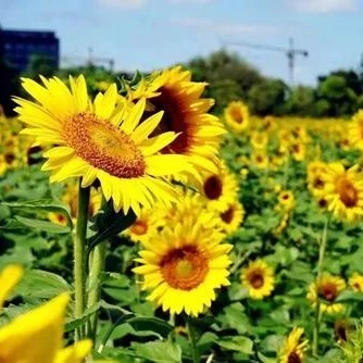 Sweet Cherry Seeds for Planting 10 seeds bag Bonsai Fruit Tree Live Plant Seed