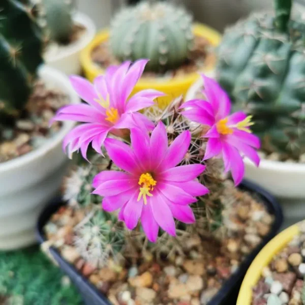 Big Leucanthenum 80pcs Flower Seed