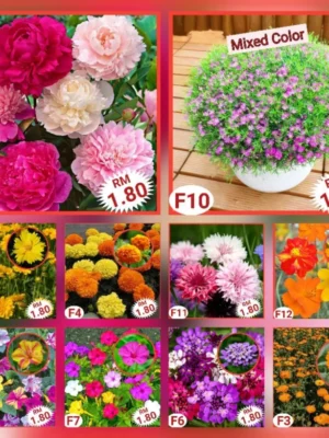 Various Flower Seeds