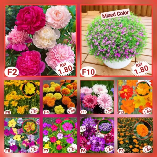 Various Flower Seeds