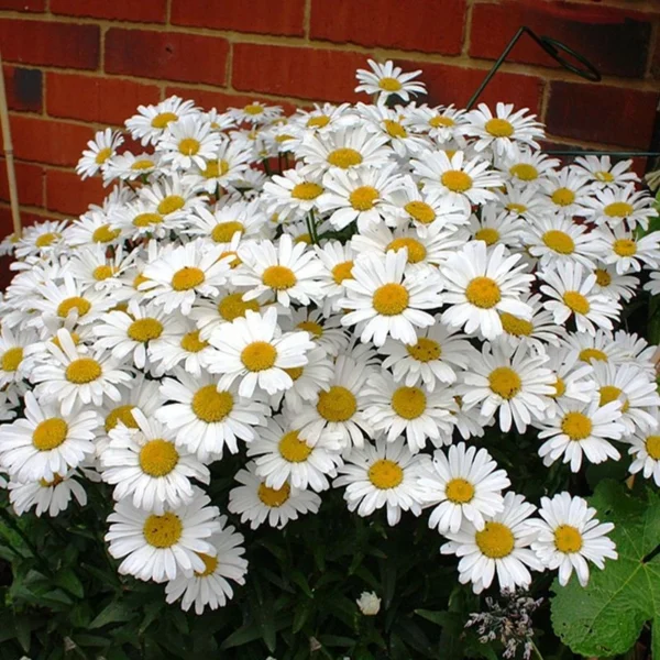 Big Leucanthenum 80pcs Flower Seed