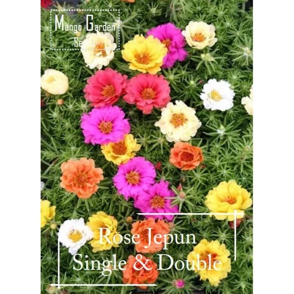 Easy Rainbow Swiss Chard Seeds 30 Seed Pot Friendly Mix Seeds Mango Garden Seeds