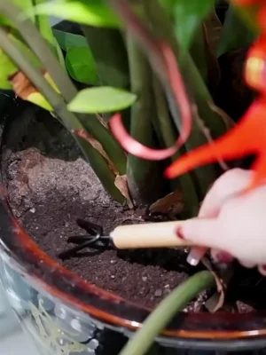 Set Of 3 Gardening Hand Narrow Head Trowel Wooden Handle Garden Tool Shovel