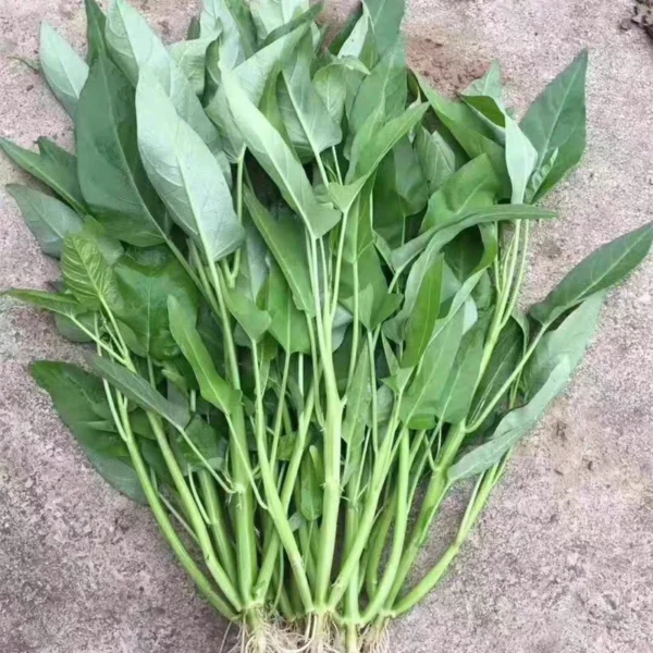 Hybrid F1 three stalks Big Leaf Kangkung Seeds