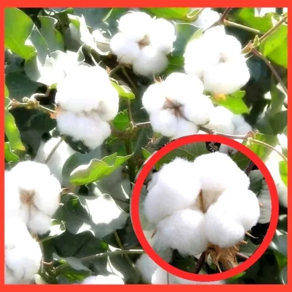 Various Flower Seeds