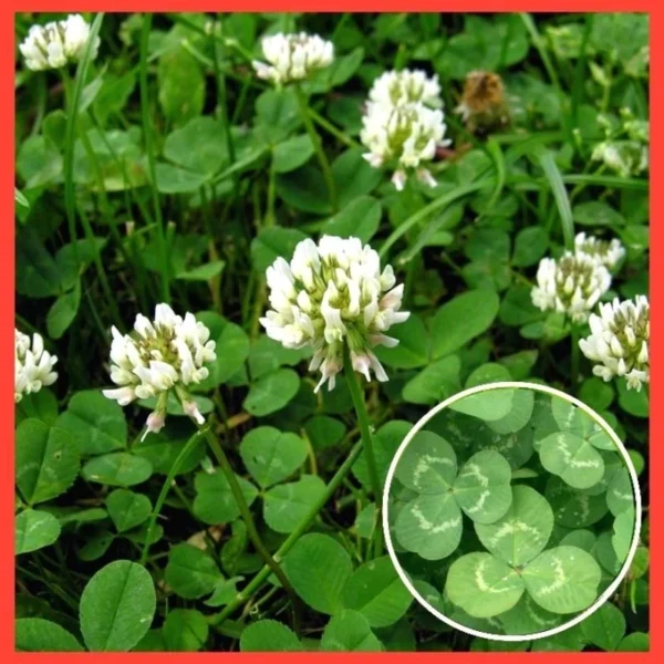 Various Flower Seeds