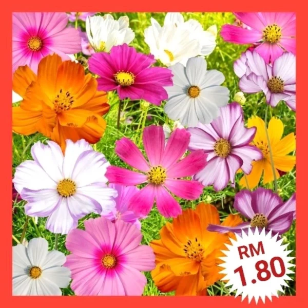 Various Flower Seeds