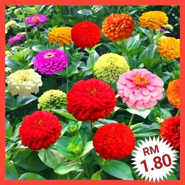 Various Flower Seeds