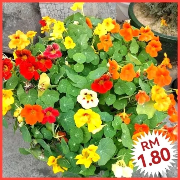 Various Flower Seeds