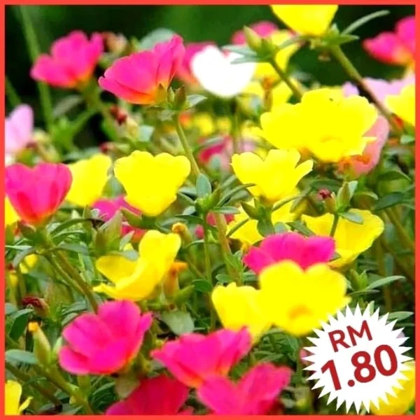 Various Flower Seeds