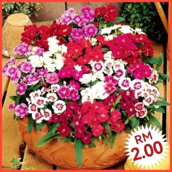 Various Flower Seeds