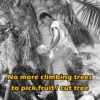 my-11134207-7rasd-mac3o8gjk3bb0c.webp SANTINO 7M Telescopic High Pruning Branch Shears Saw Cutter Kelapa Fruit Picker Viral