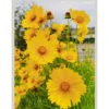 F57 30 pcs Benih bunga Coreopsis Grandiflora Coreopsis Grandiflora Flower Seeds