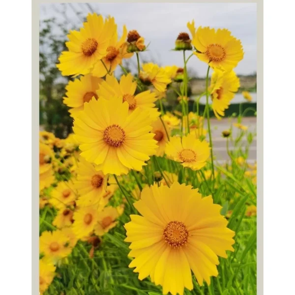 F57 30 pcs Benih bunga Coreopsis Grandiflora Coreopsis Grandiflora Flower Seeds