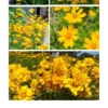 F57 30 pcs Benih bunga Coreopsis Grandiflora Coreopsis Grandiflora Flower Seeds