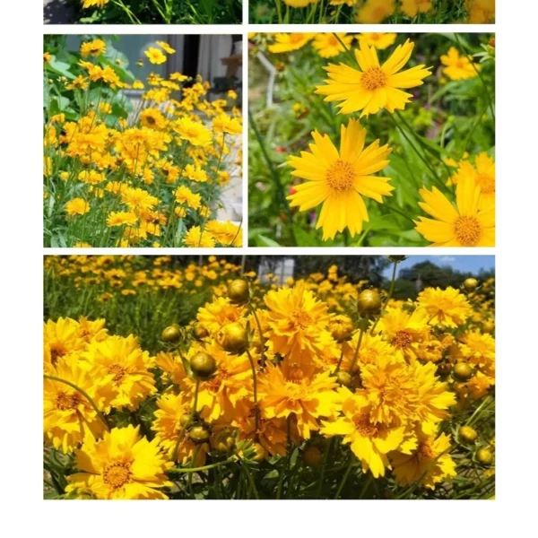 F57 30 pcs Benih bunga Coreopsis Grandiflora Coreopsis Grandiflora Flower Seeds