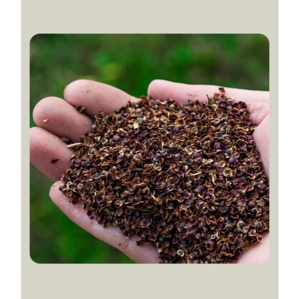 F57 30 pcs Benih bunga Coreopsis Grandiflora Coreopsis Grandiflora Flower Seeds