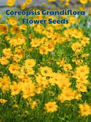 F57 30 pcs Benih bunga Coreopsis Grandiflora Coreopsis Grandiflora Flower Seeds