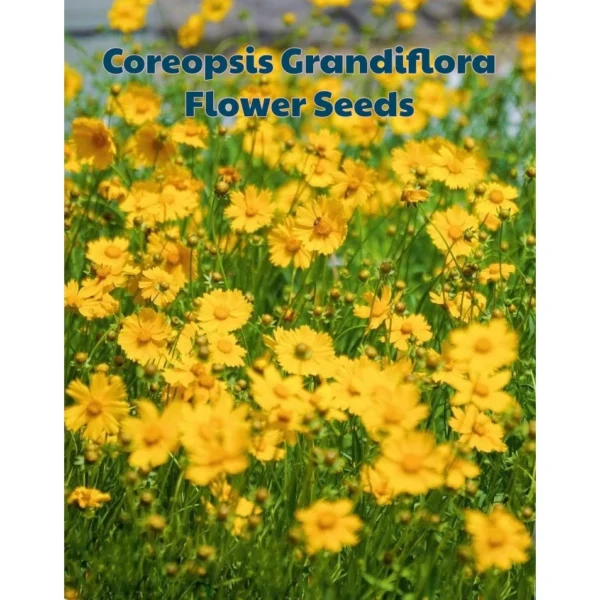 F57 30 pcs Benih bunga Coreopsis Grandiflora Coreopsis Grandiflora Flower Seeds