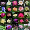 Ready Stock 25Pcs Bowl Lotus Seed Water Lily Mix Flower Seeds Bonsai Pot Garden Plant Dwarf Benih Lotus