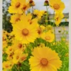 F57 30 pcs Benih bunga Coreopsis Grandiflora Coreopsis Grandiflora Flower Seeds