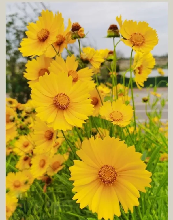 F57 30 pcs Benih bunga Coreopsis Grandiflora Coreopsis Grandiflora Flower Seeds