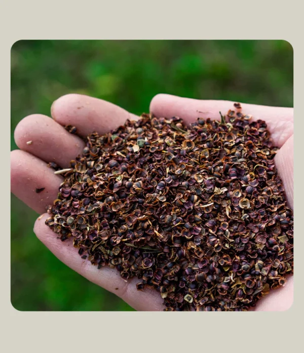 F57 30 pcs Benih bunga Coreopsis Grandiflora Coreopsis Grandiflora Flower Seeds