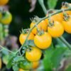 Super Rare Heirloom Tiny Tim Yellow Tomato seeds 30 seed Pot Friendly Tumbling Tom Mango Garden