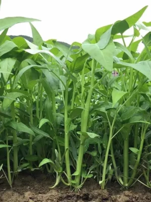 Hybrid F1 three stalks Big Leaf Kangkung Seeds
