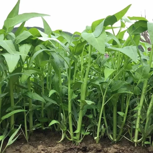 Hybrid F1 three stalks Big Leaf Kangkung Seeds