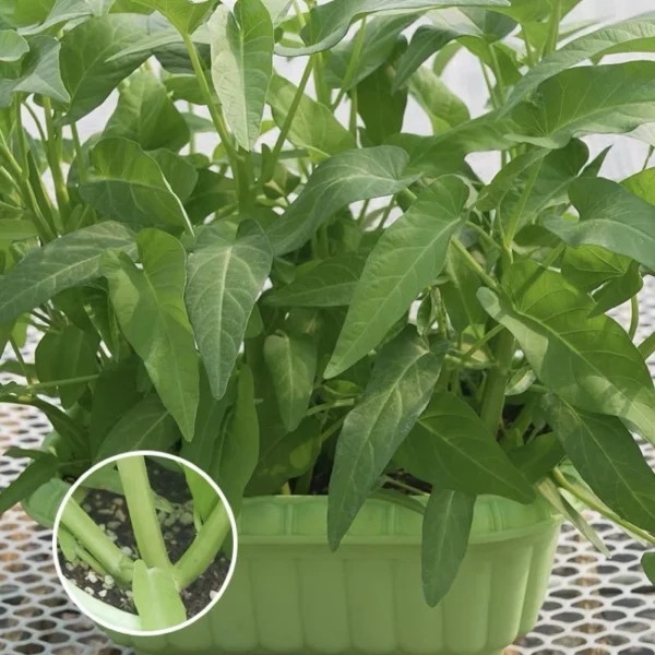 Hybrid F1 three stalks Big Leaf Kangkung Seeds