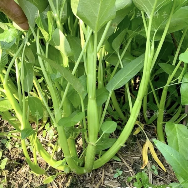 Hybrid F1 three stalks Big Leaf Kangkung Seeds