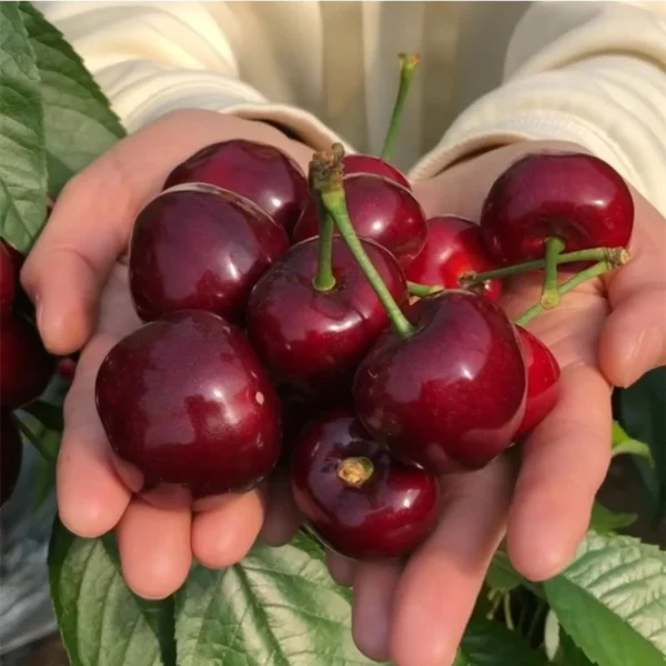 Sweet Cherry Seeds for Planting 10 seeds bag Bonsai Fruit Tree Live Plant Seed