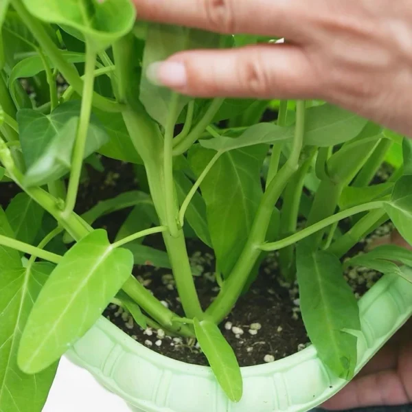 Hybrid F1 three stalks Big Leaf Kangkung Seeds