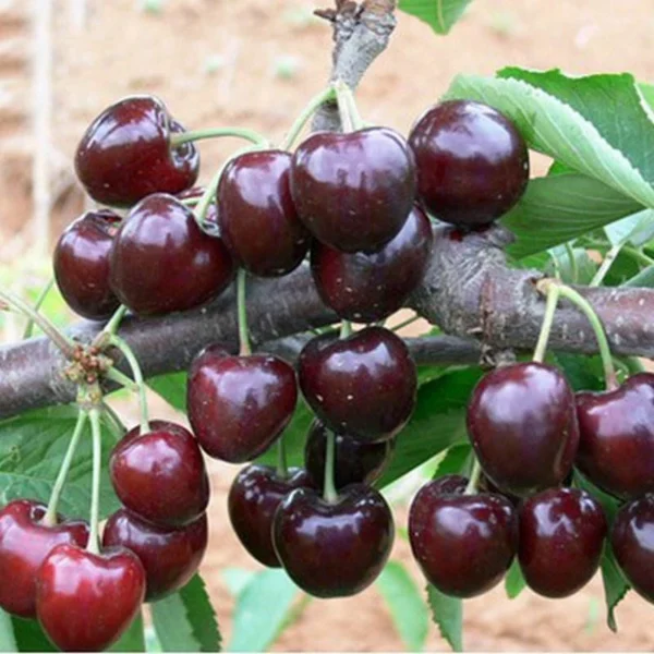 Sweet Cherry Seeds for Planting 10 seeds bag Bonsai Fruit Tree Live Plant Seed