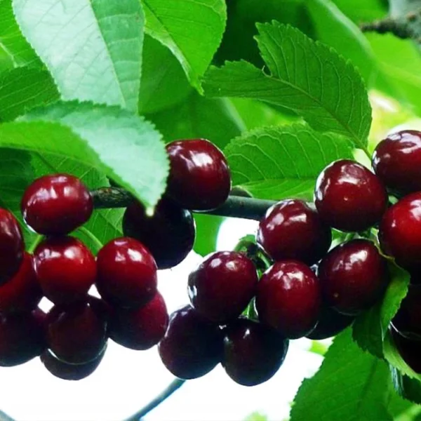 Sweet Cherry Seeds for Planting 10 seeds bag Bonsai Fruit Tree Live Plant Seed