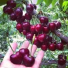 Sweet Cherry Seeds for Planting 10 seeds bag Bonsai Fruit Tree Live Plant Seed