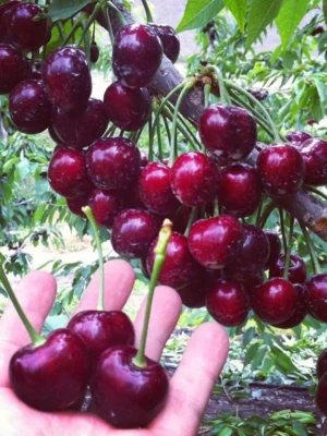 Sweet Cherry Seeds for Planting 10 seeds bag Bonsai Fruit Tree Live Plant Seed