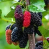 100 Original Rare Mulberry Seeds Tree Seeds for Planting 300 Seeds Per Pack