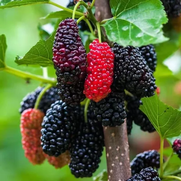 100 Original Rare Mulberry Seeds Tree Seeds for Planting 300 Seeds Per Pack