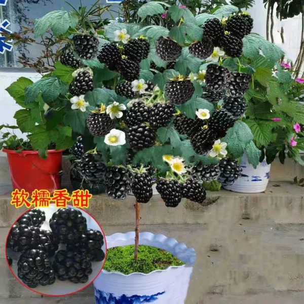Top Sold 100 Fresh 800pcs Sweet Raspberry Fruit Seeds for Sale