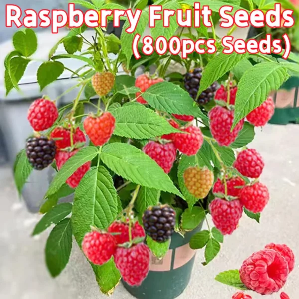 Top Sold 100 Fresh 800pcs Sweet Raspberry Fruit Seeds for Sale