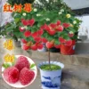 Top Sold 100 Fresh 800pcs Sweet Raspberry Fruit Seeds for Sale
