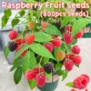 Top Sold 100 Fresh 800pcs Sweet Raspberry Fruit Seeds for Sale