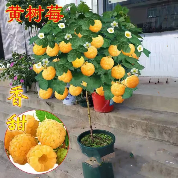 Top Sold 100 Fresh 800pcs Sweet Raspberry Fruit Seeds for Sale
