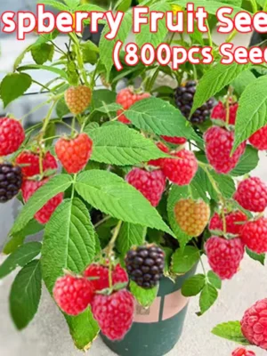 Top Sold 100 Fresh 800pcs Sweet Raspberry Fruit Seeds for Sale